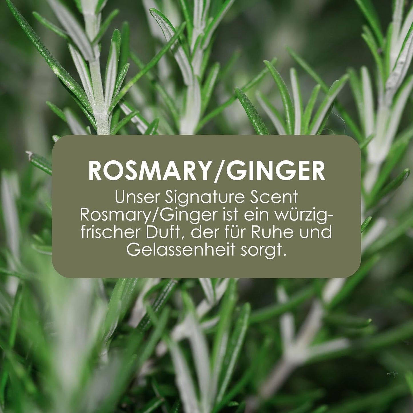 Jean & Len Hand & Body Wash Rosemary Und Ginger Im Nachfüllbeutel, Reinigt Und Pflegt Die Haut, Würzig-Frischer Duft, Flüssigseife Im Nachfüllpack, Ohne Silikone, Parabene & Mikroplastik, 1,5L