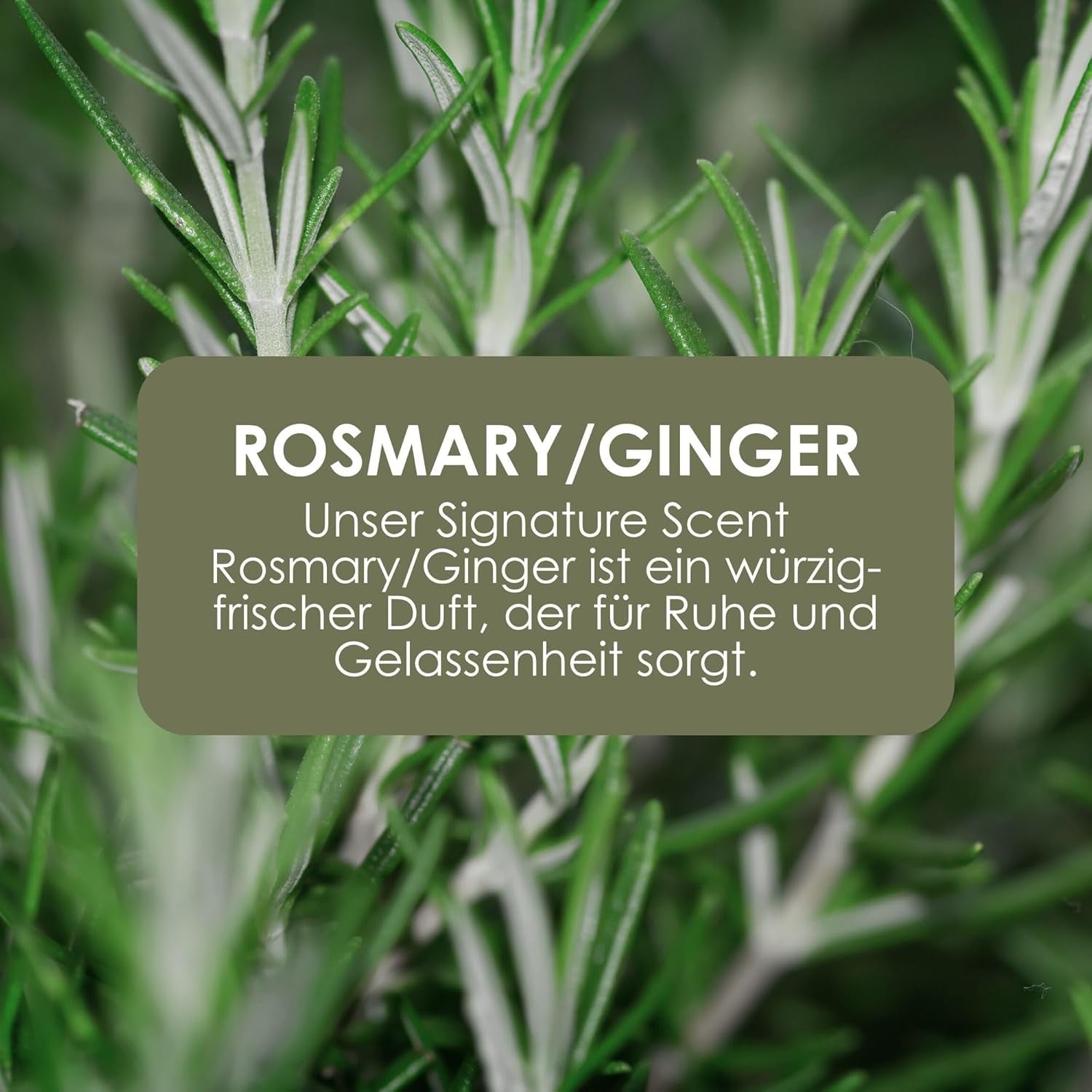 Jean & Len Hand & Body Wash Rosemary Und Ginger Im Nachfüllbeutel, Reinigt Und Pflegt Die Haut, Würzig-Frischer Duft, Flüssigseife Im Nachfüllpack, Ohne Silikone, Parabene & Mikroplastik, 1,5L